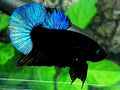 Steel Blue Black Light HMPK Male