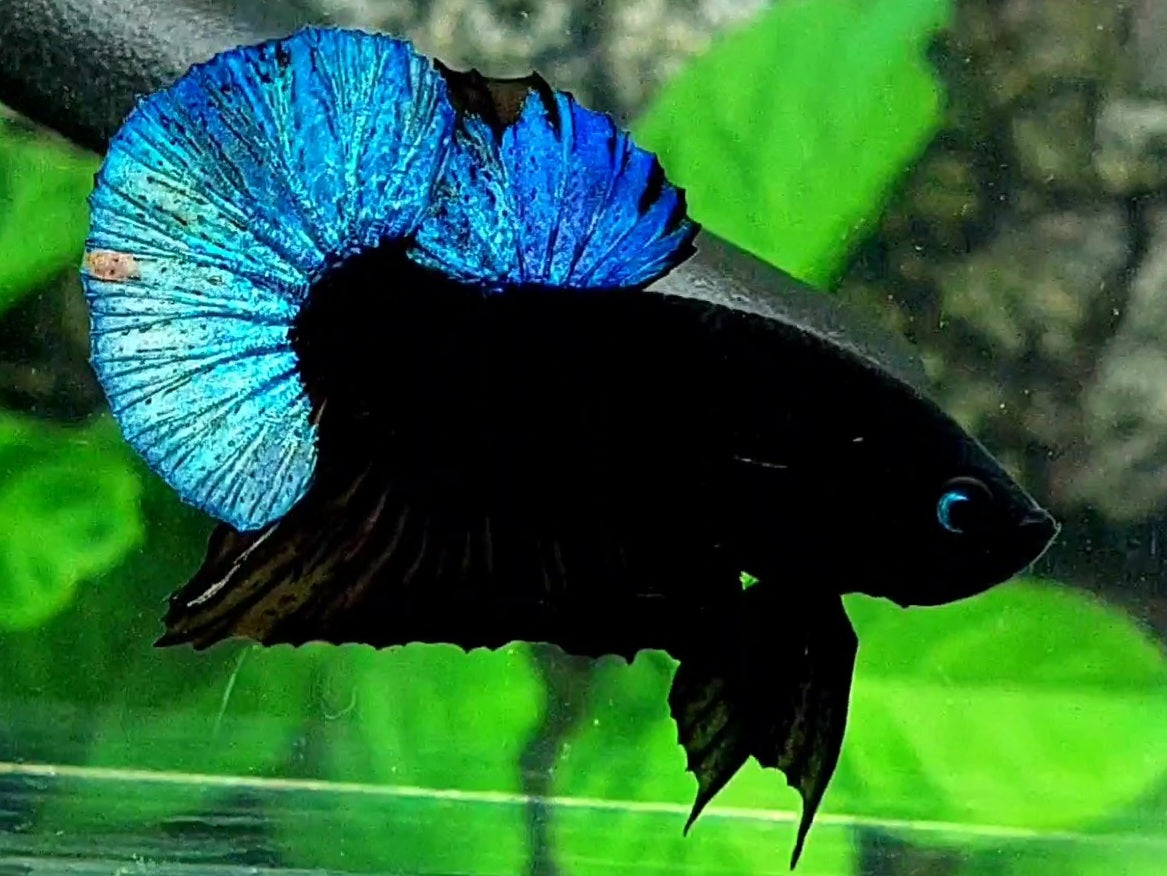 Steel Blue Black Light HMPK Male