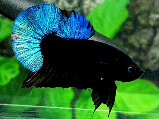 Steel Blue Black Light HMPK Male