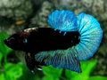 Steel Blue Black Light HMPK Male