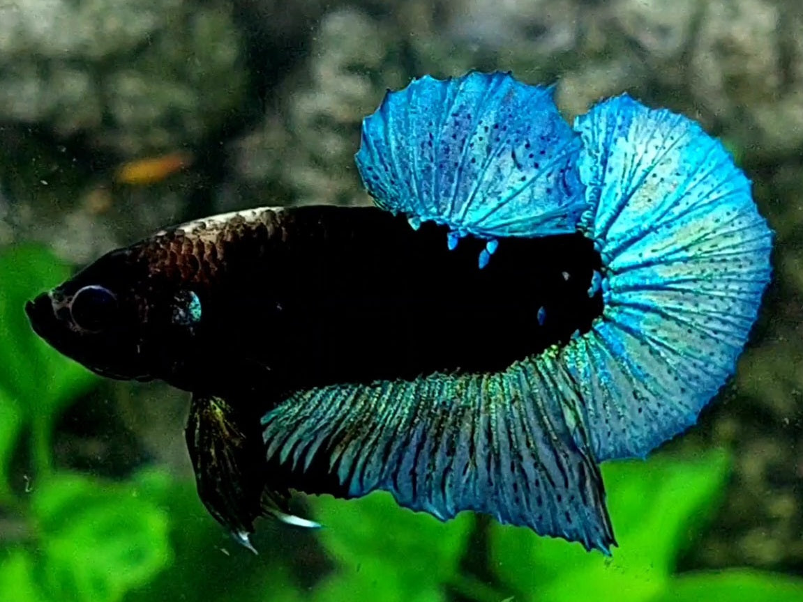 Steel Blue Black Light HMPK Male