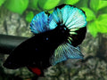 Steel Blue Black Light HMPK Male