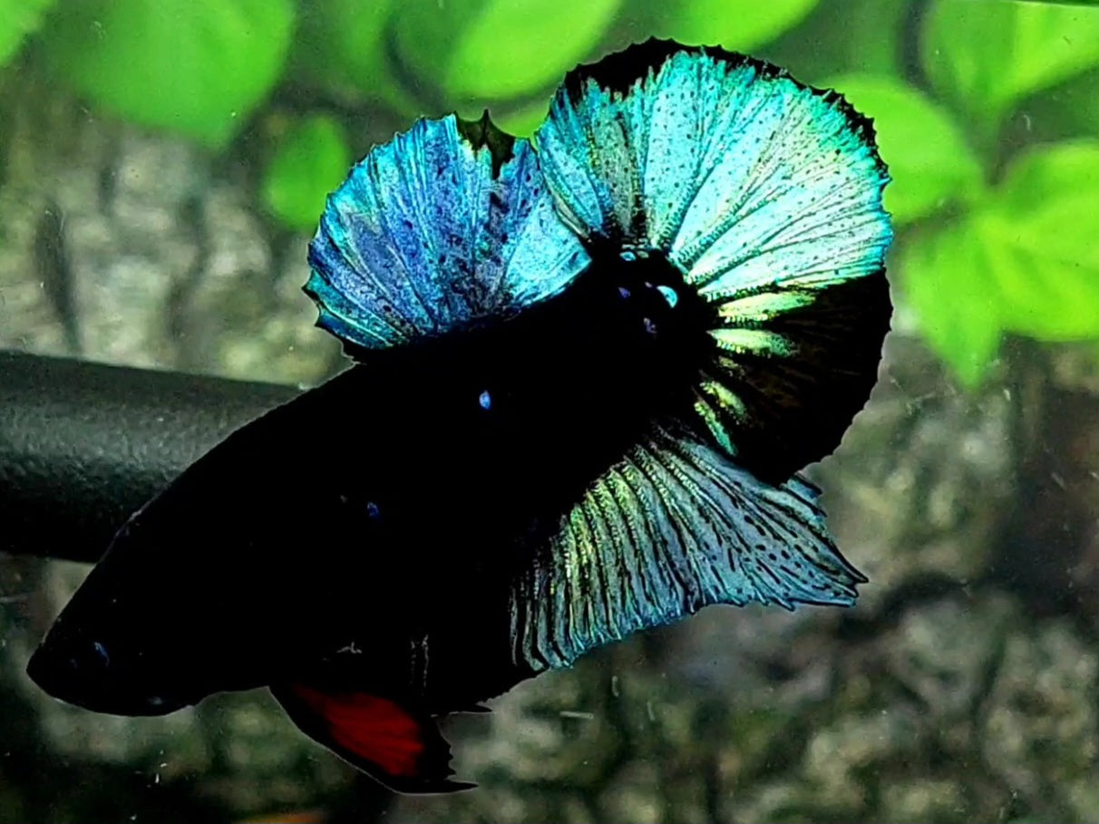 Steel Blue Black Light HMPK Male