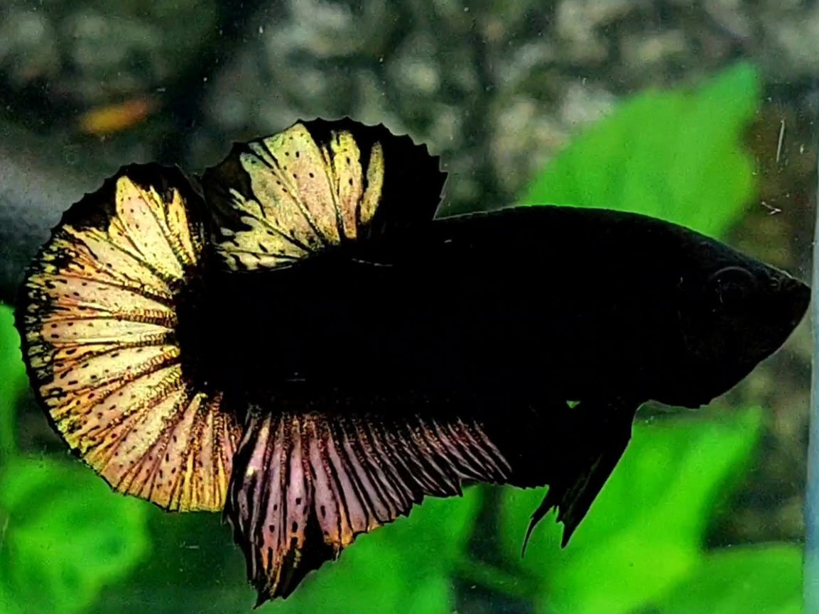 RARE Gold Black Light HMPK Male 50% off