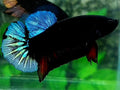 Steel Blue Black Light HMPK Male