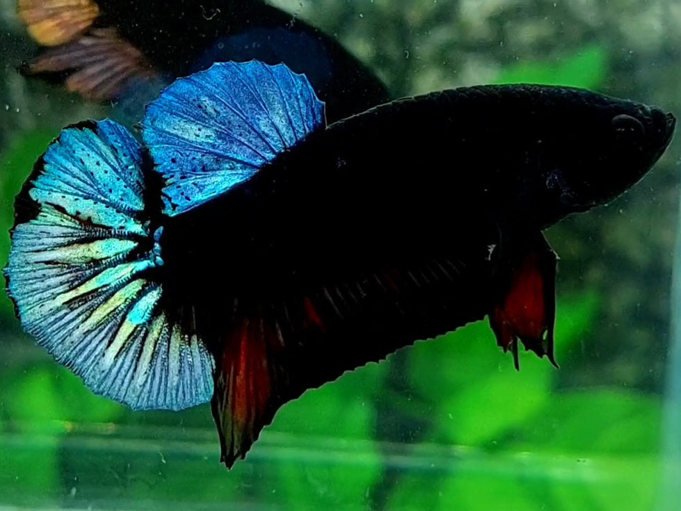 Steel Blue Black Light HMPK Male