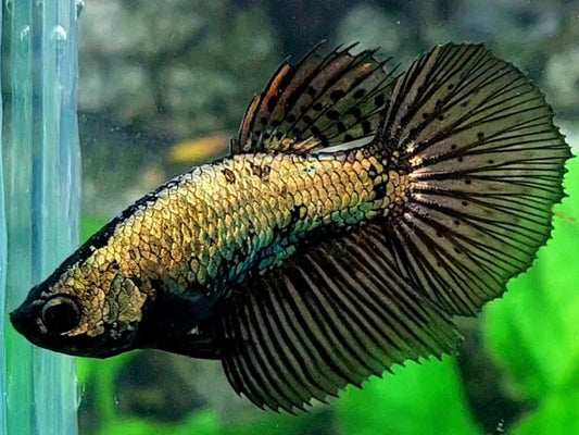 Black Copper Gold Halfmoon Female For Sorority / Breed