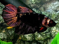 Black Star Purple Gold Halfmoon Female For Sorority / Breed