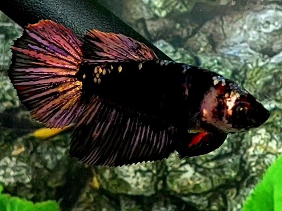 Black Star Purple Gold Halfmoon Female For Sorority / Breed