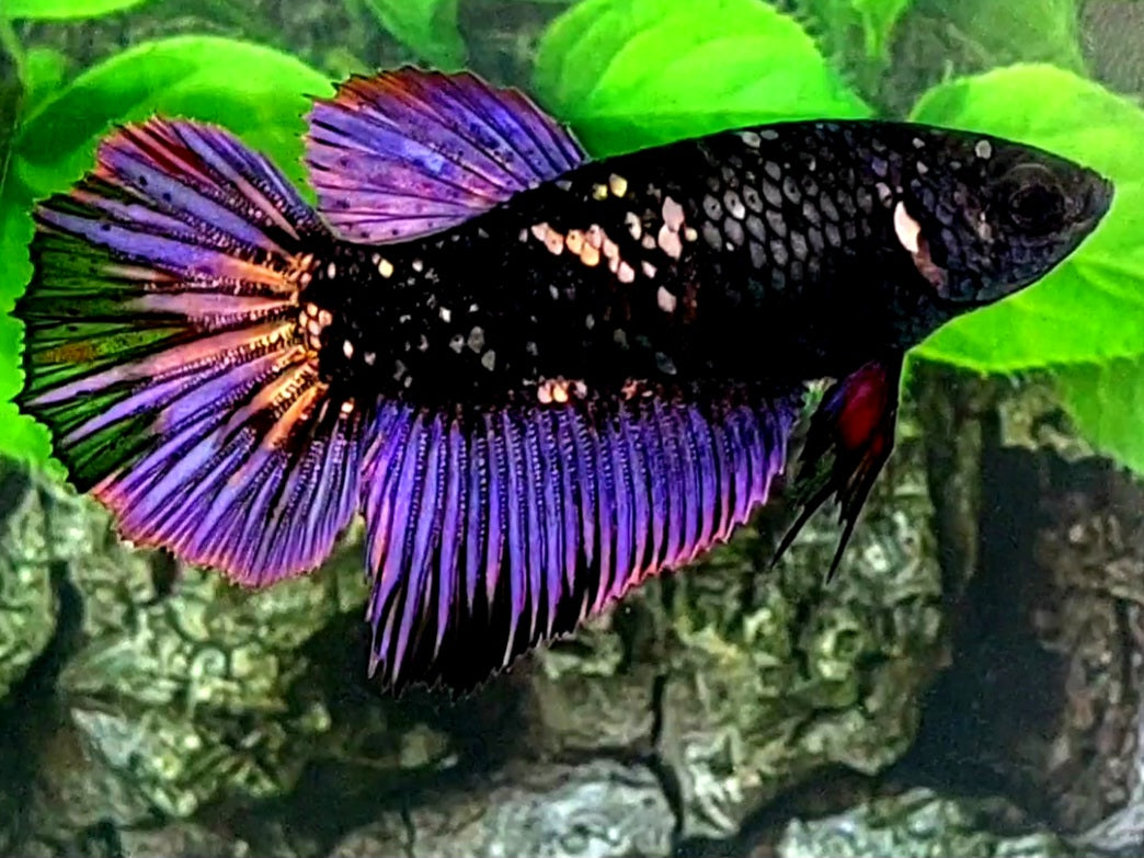 Black Star Copper Purple Gold Halfmoon Female For Sorority / Breed