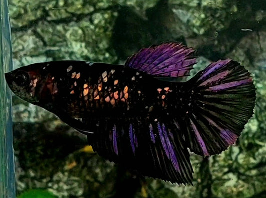 Black Star Copper Purple Gold Halfmoon Female For Sorority / Breed