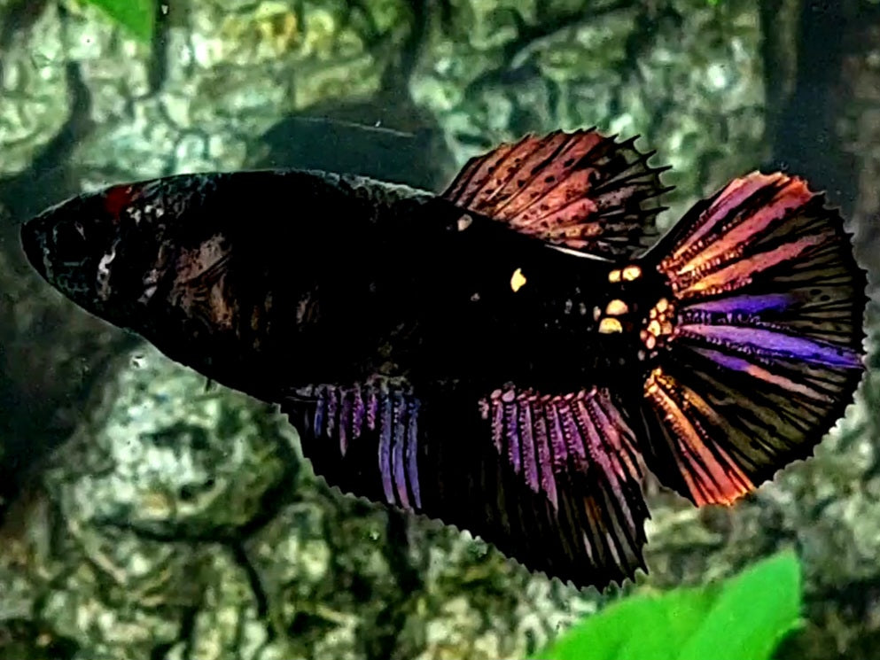 Black Star Copper Purple Gold Halfmoon Female For Sorority / Breed