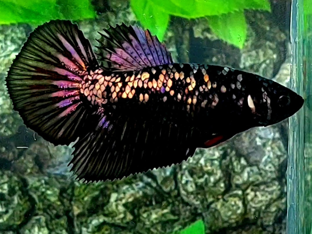 Black Star Copper Purple Gold Halfmoon Female For Sorority / Breed