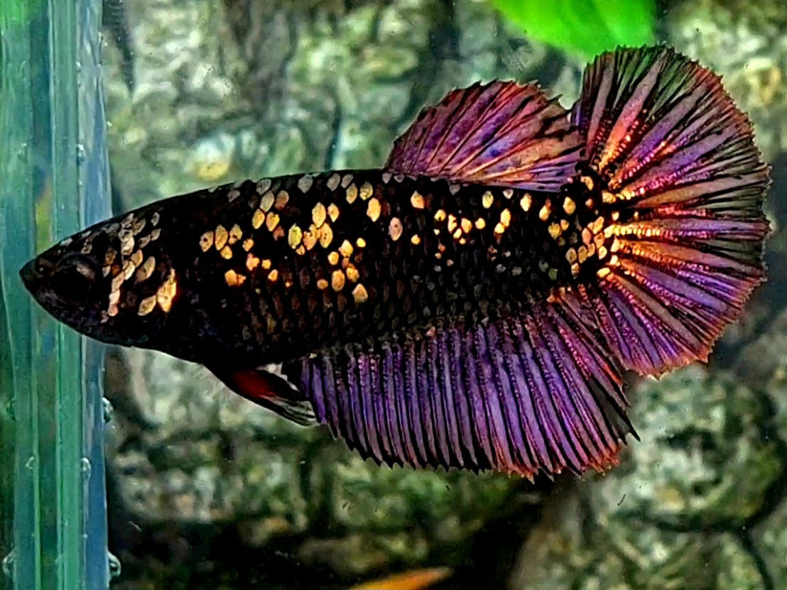 Black Star Copper Purple Gold Halfmoon Female For Sorority / Breed