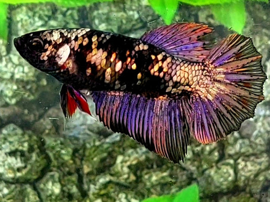 Black Star Copper Purple Gold Halfmoon Female For Sorority / Breed