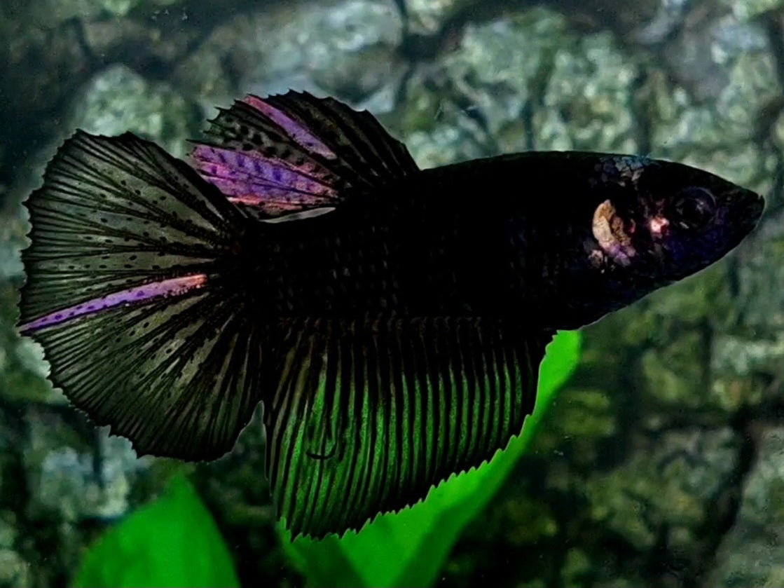 Black Purple Light Halfmoon Female For Sorority / Breed