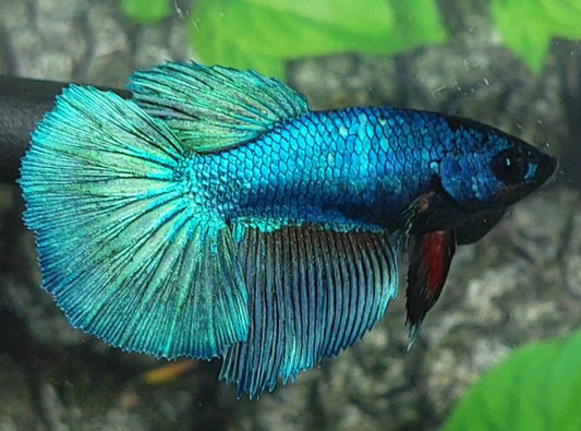 Huge Fin Turquoise Blue Halfmoon Female For Sorority / Breed 50% off