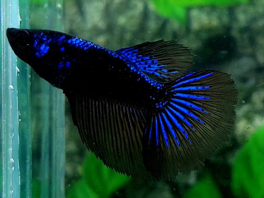 Startail Black Blue Star Galaxy Halfmoon Female For Sorority / Breed