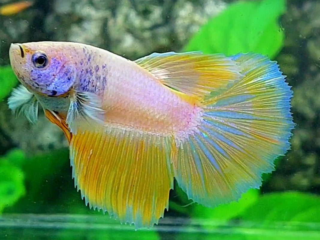 Yellow Pink Fancy Halfmoon Female For Sorority / Breed