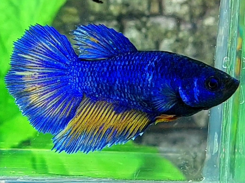 Blue Mustard Gass Halfmoon Female For Sorority / Breed