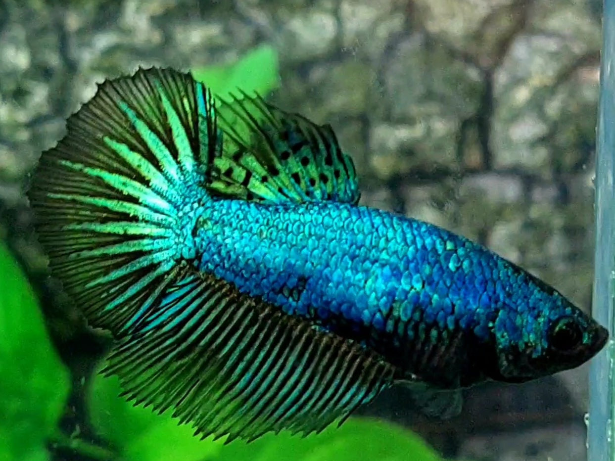 Turquoise Black Orchid Halfmoon Female For Sorority / Breed