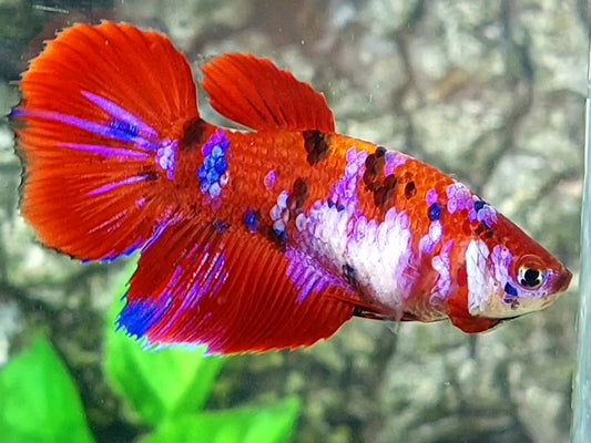 Red Koi Pink Tiger Galaxy Halfmoon Female For Sorority / Breed