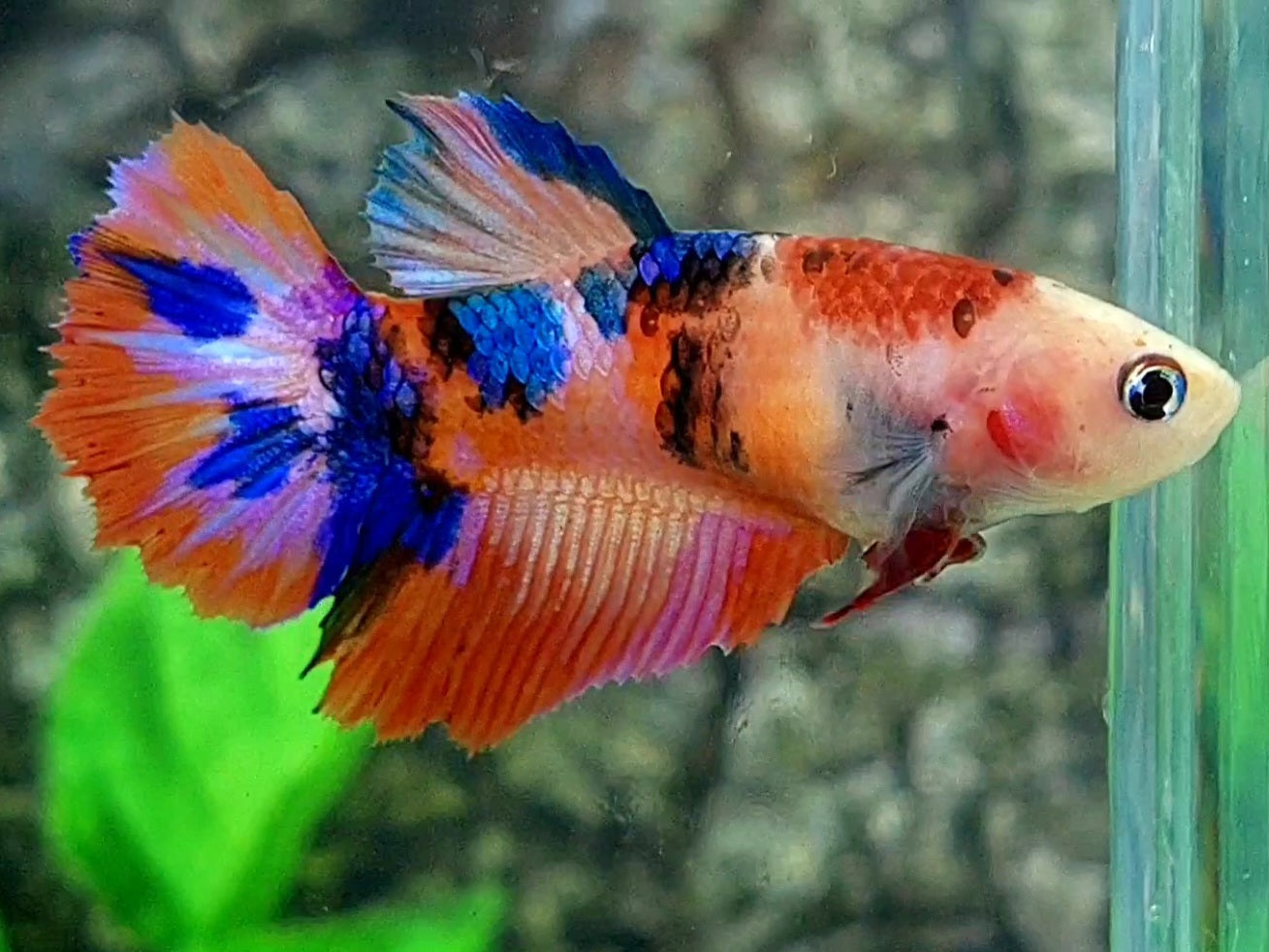 Monkey Face Multicolor Candy Galaxy Halfmoon Female For Sorority / Breed