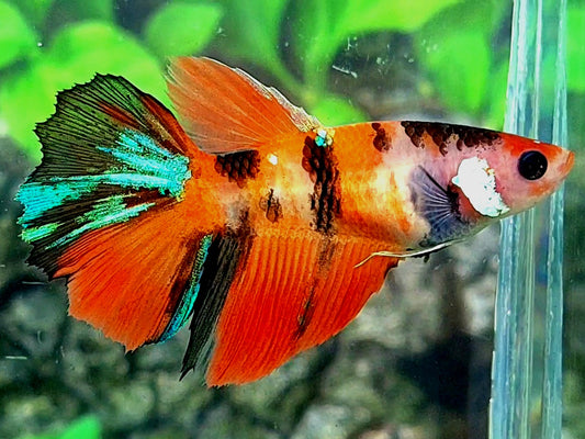 Orange Tiger Galaxy Halfmoon Female For Sorority / Breed 50% off