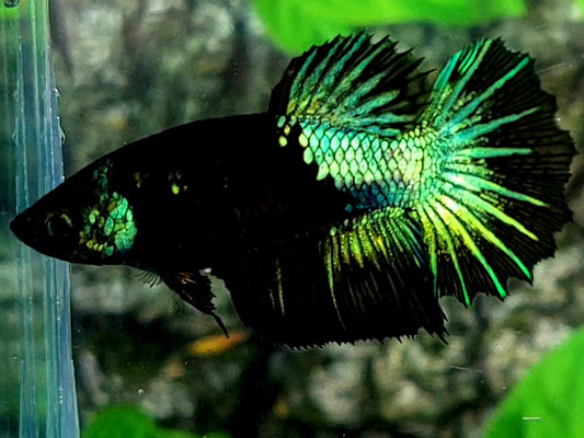 Startail Black Green Star Galaxy Halfmoon Female For Sorority / Breed