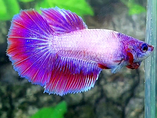 Pink Purple Fancy Halfmoon Female For Sorority / Breed