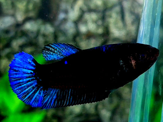 Blue Black Star Galaxy HMPK Female For Sorority / Breed