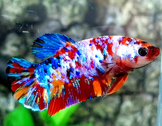 Multicolor Galaxy HMPK Female For Sorority / Breed