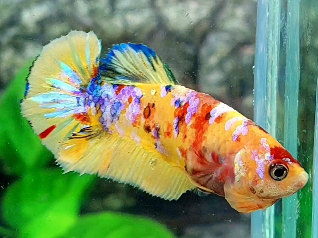 Multicolor Yellowbase Galaxy HMPK Female For Sorority / Breed