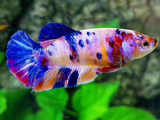 Multicolor Purple Pink Candy Galaxy HMPK Female For Sorority / Breed