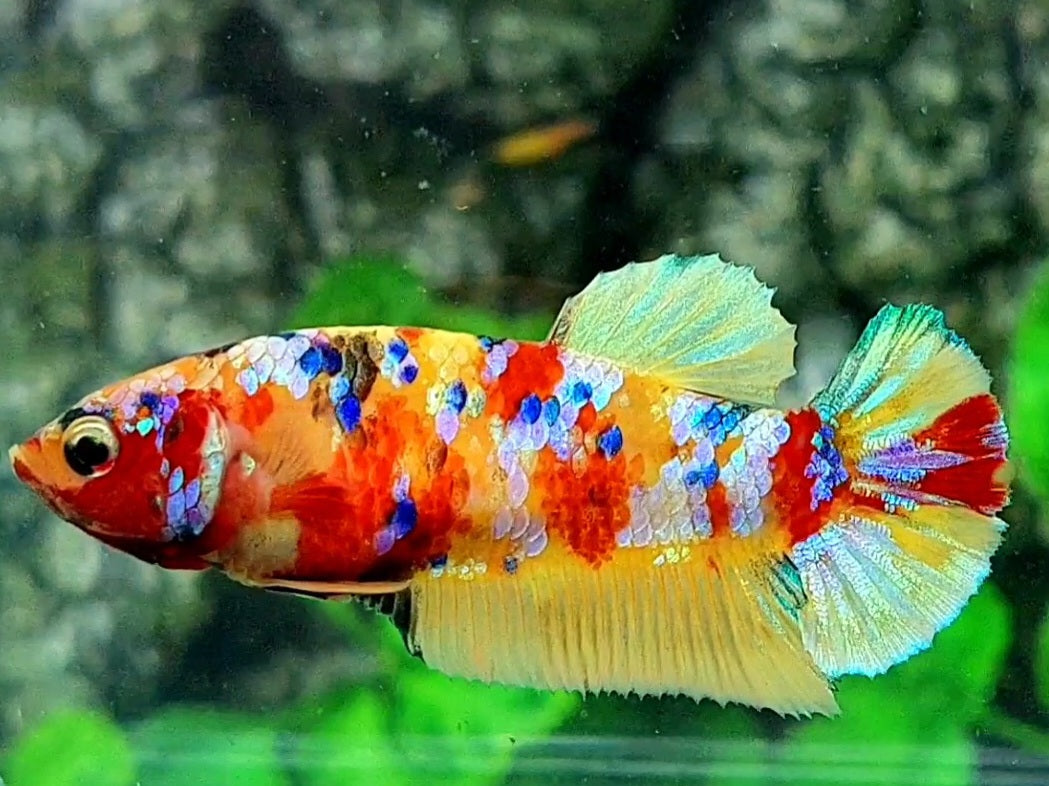 Multicolor Yellowbase Gold Galaxy HMPK Female For Sorority / Breed