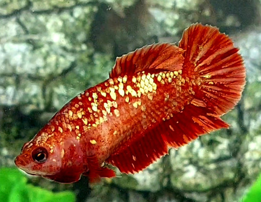 Red Gold Galaxy No Blackscale HMPK Female For Sorority / Breed