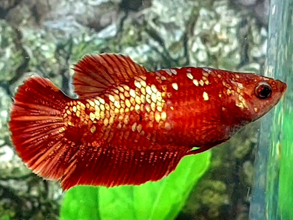 Red Gold Galaxy No Blackscale HMPK Female For Sorority / Breed