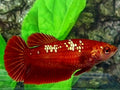 Red Gold Galaxy No Blackscale HMPK Female For Sorority / Breed