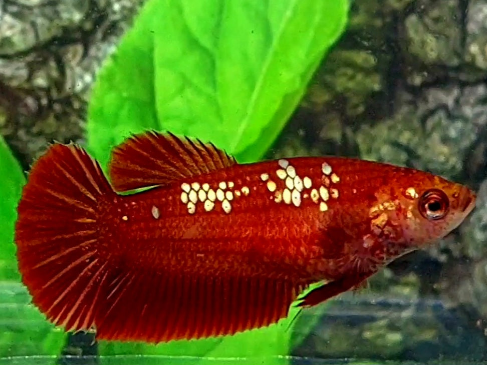 Red Gold Galaxy No Blackscale HMPK Female For Sorority / Breed