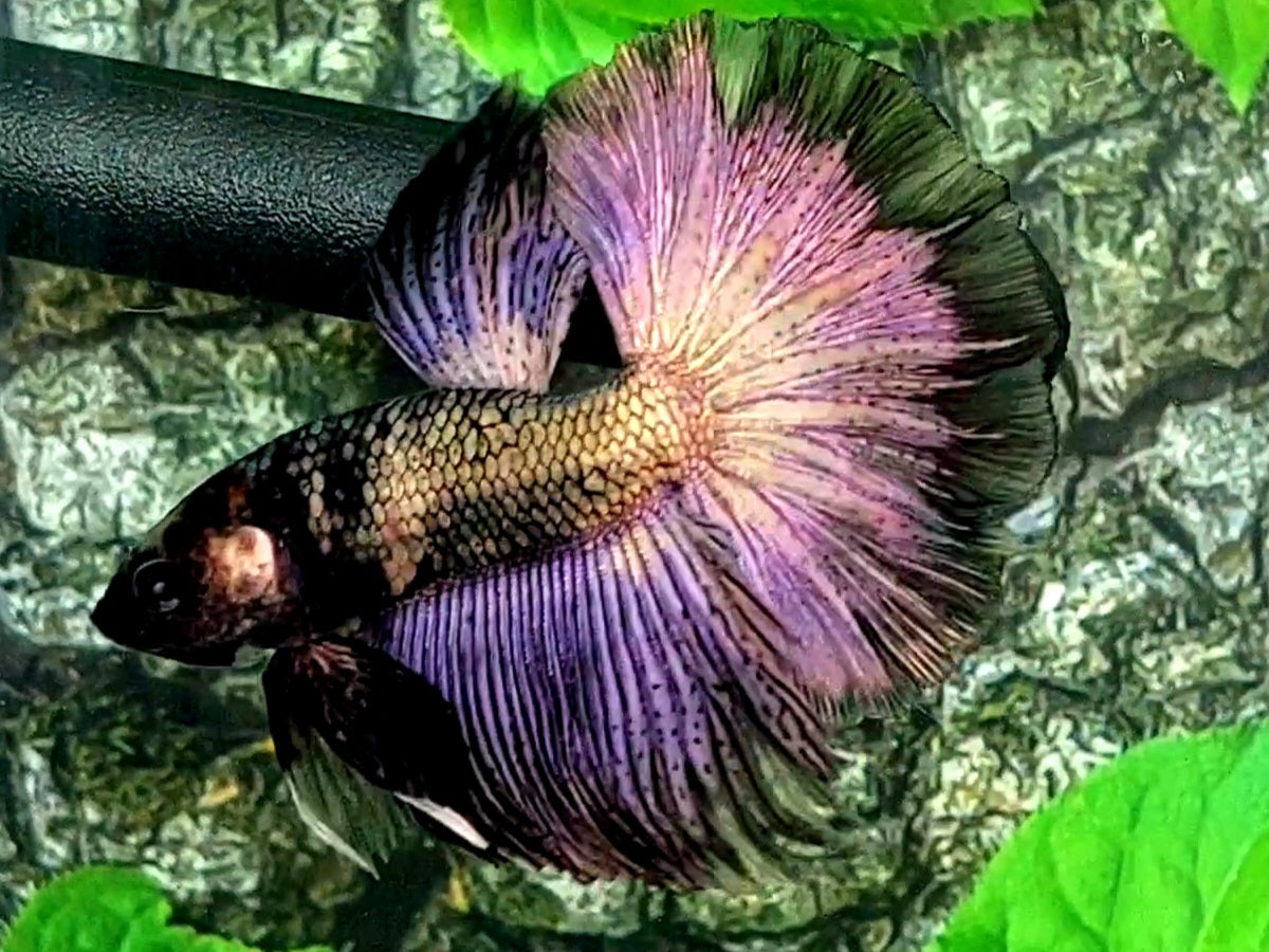 Avatar Copper Purple Gold Halfmoon Male