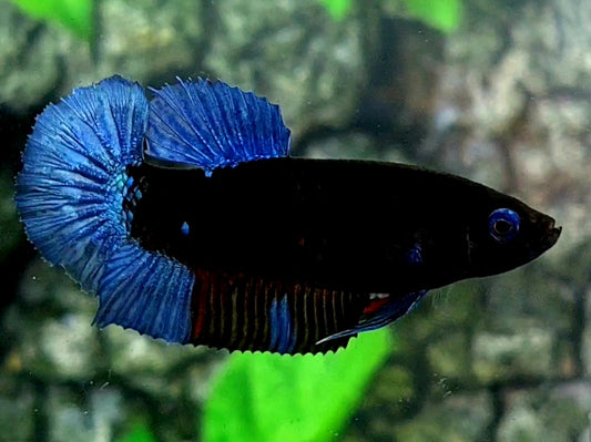 Grey Black Light HMPK Female For Sorority / Breed