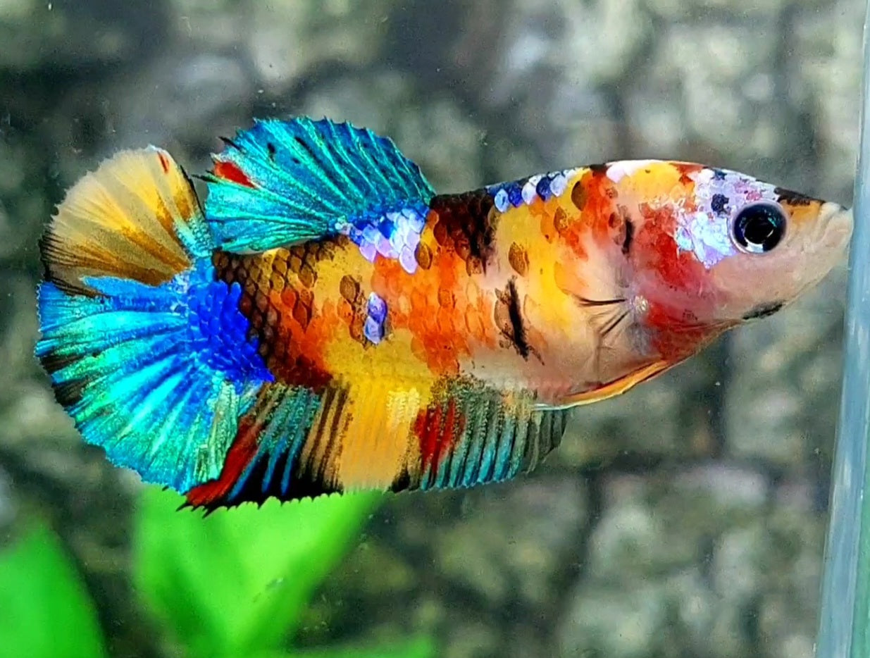 Multicolor Yellowbase Galaxy HMPK Female For Sorority / Breed