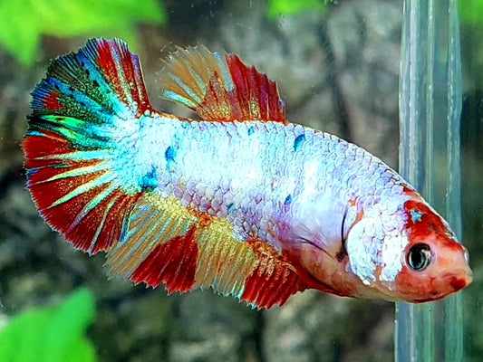 Multicolor Pink Candy HMPK Female For Sorority / Breed 50% off