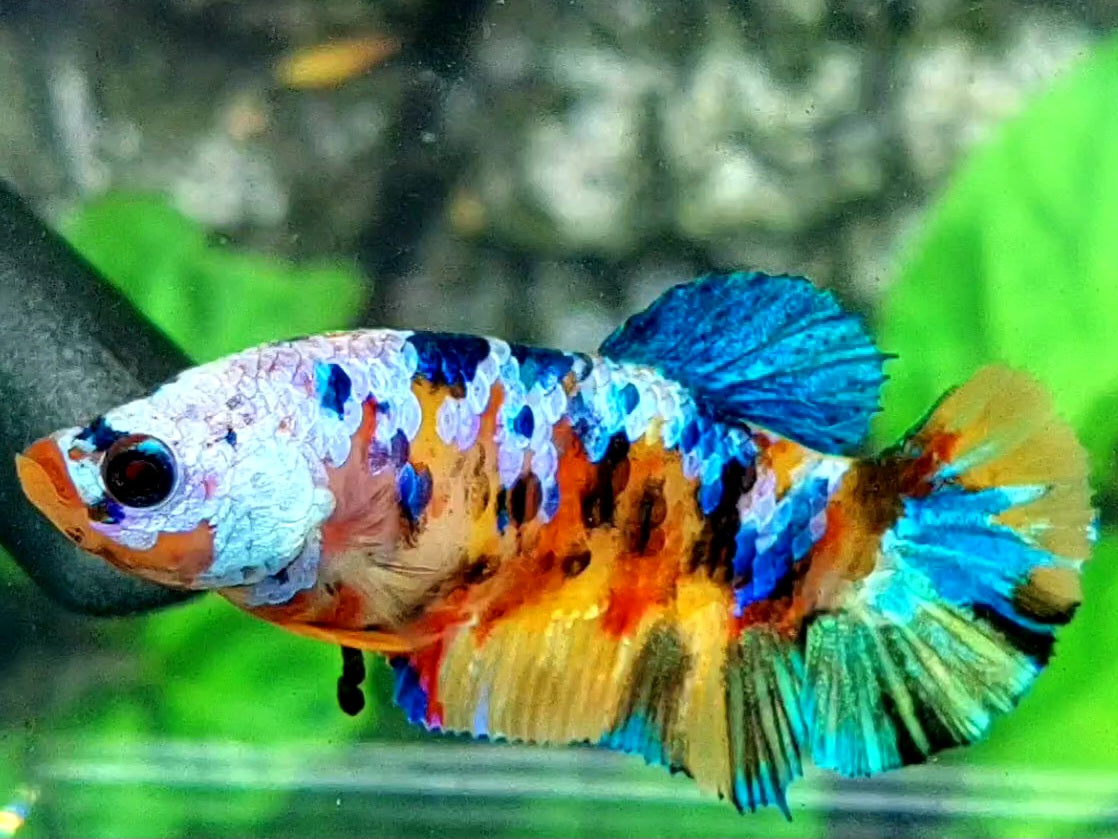 Multicolor Yellowbase Tiger Galaxy HMPK Female For Sorority / Breed