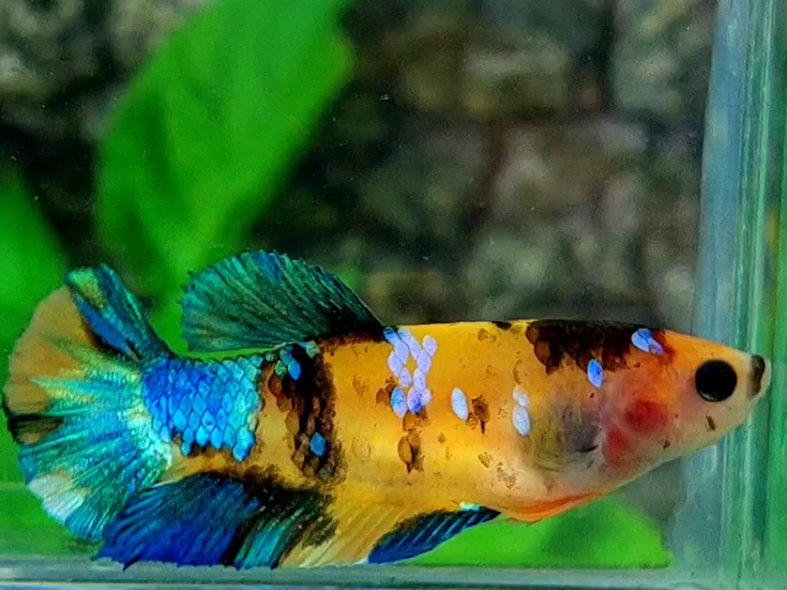 Multicolor Yellowbase Tiger Galaxy HMPK Female For Sorority / Breed