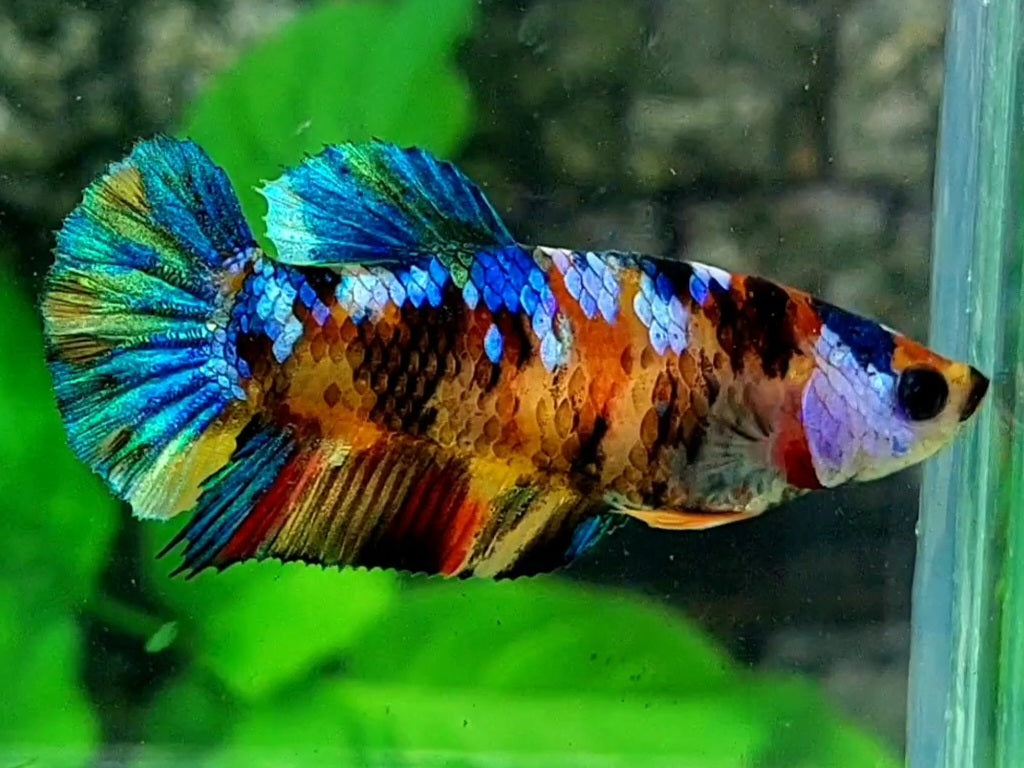 Multicolor Tiger Galaxy HMPK Female For Sorority / Breed