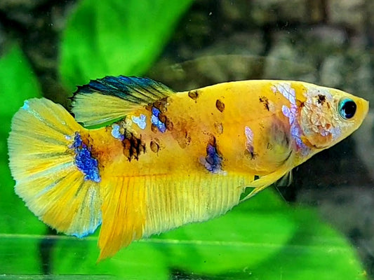 Yellow Tiger Pink Galaxy HMPK Female For Sorority / Breed 50% off