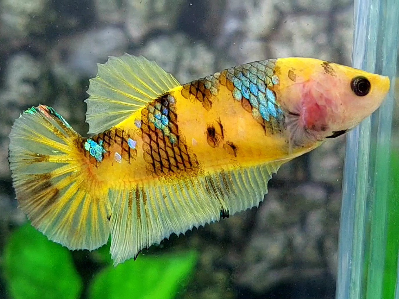 Yellow Tiger Galaxy HMPK Female For Sorority / Breed