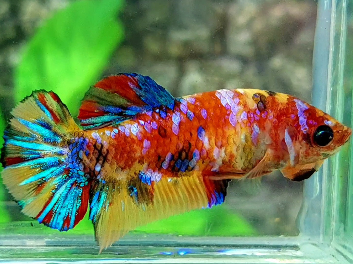 Multicolor Yellowbase Galaxy HMPK Female For Sorority / Breed 50% off