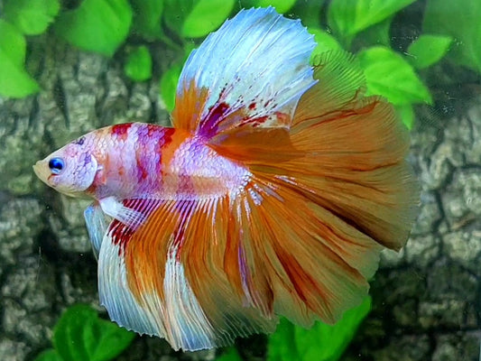 Multicolor Pink Purple Candy Halfmoon Male